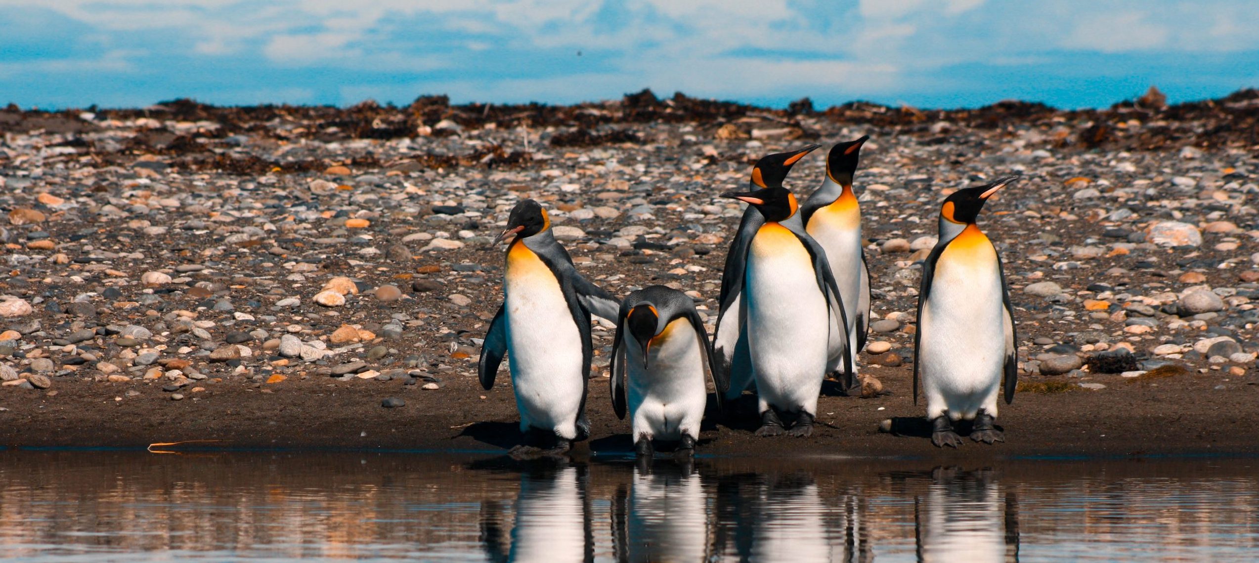 tour reserva pinguino rey